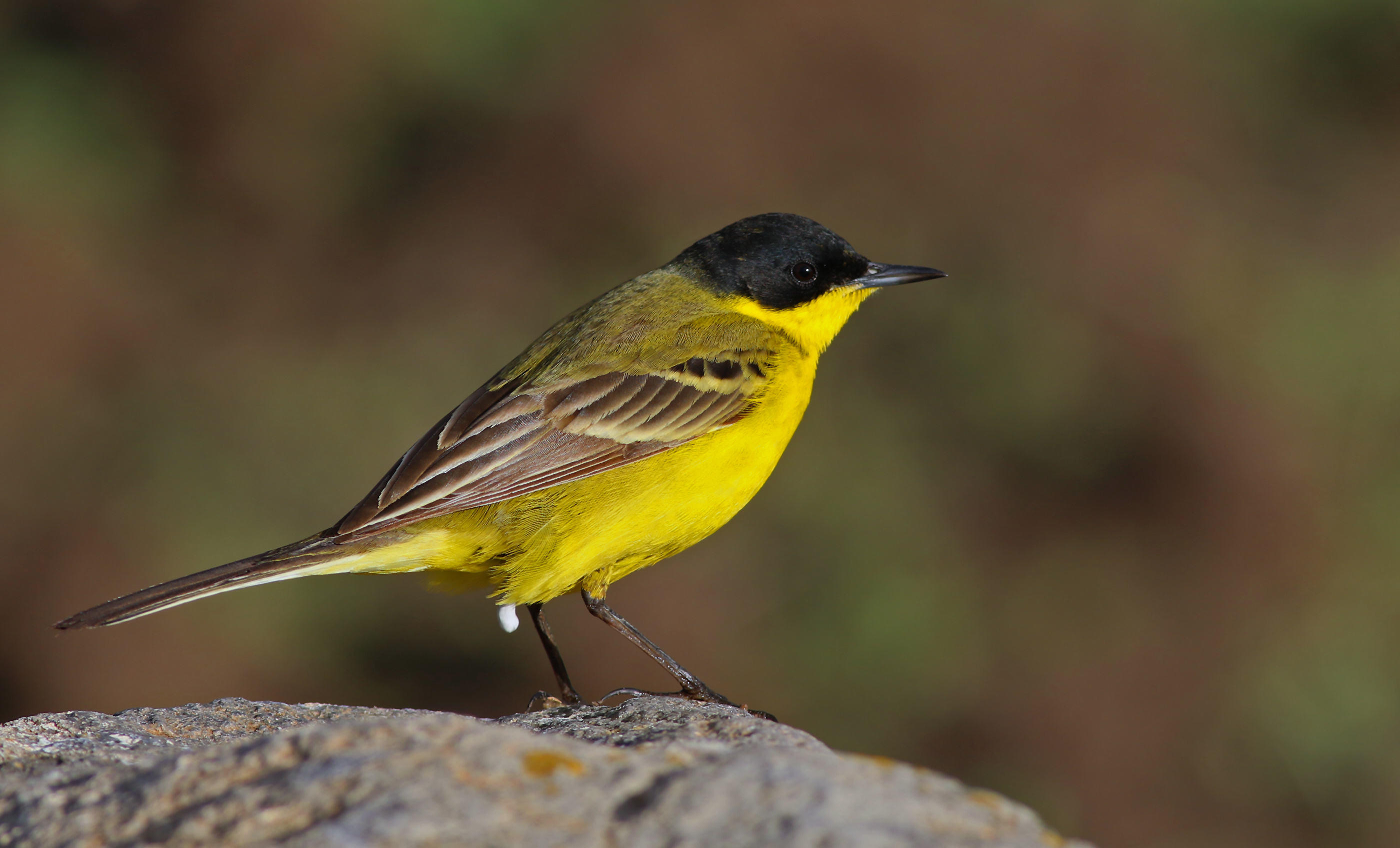 Western Yellow Wagtail